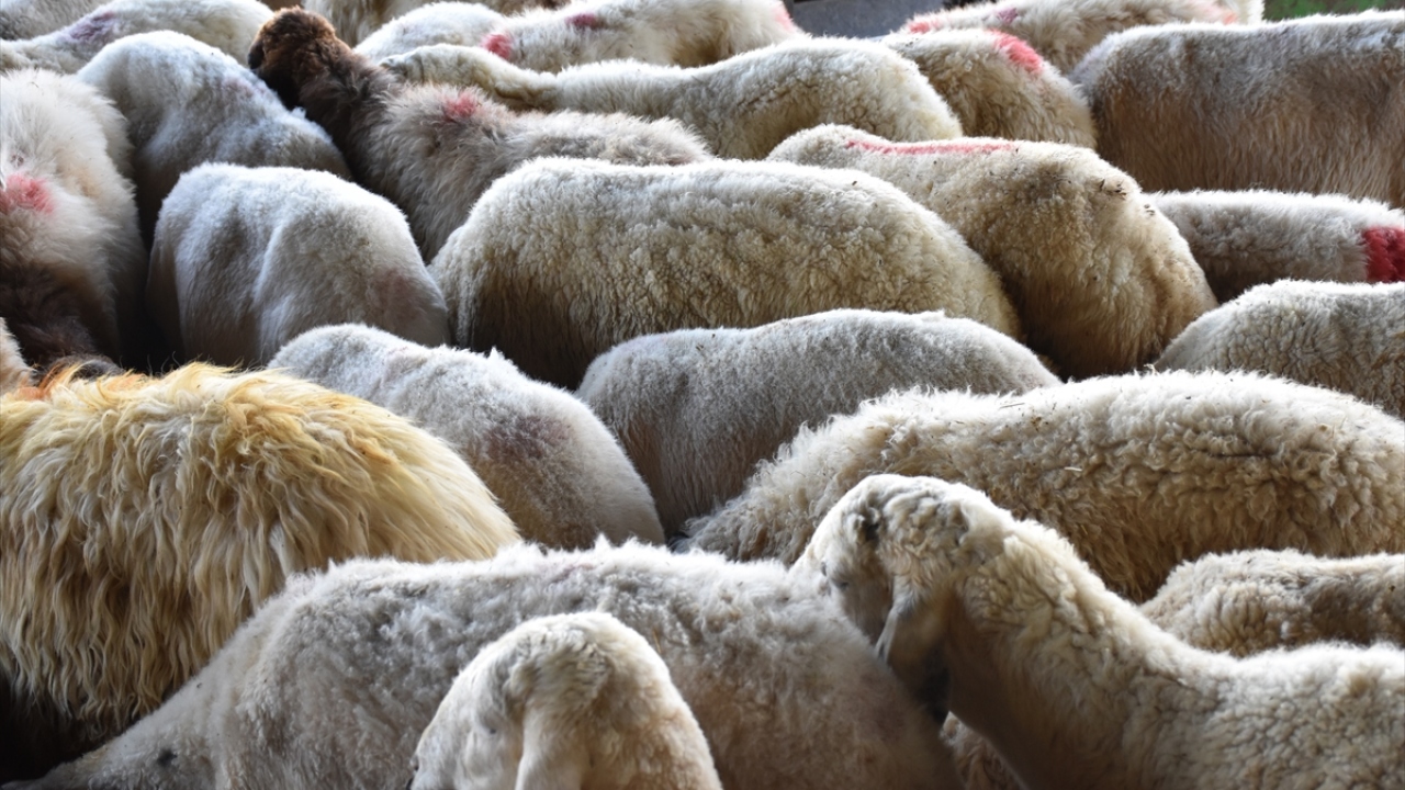 Küçükbaş kurbanlık fiyatları 750 ile bin 500 lira arasında değişiyor