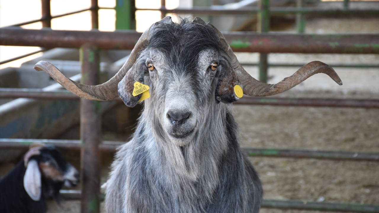 Akın, yetiştiricileri, sahte para ve çek konusunda dikkatli olmaları yönünde uyardı.