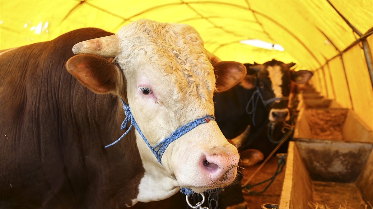 Aralarında Ankara, Kars, Van, Muş, Diyarbakır, Erzurum, Ağrı, Yozgat ve Kırşehir`in de bulunduğu birçok ilden getirilen kurbanlıkların, denetimlerin ardından satış alanına girişine izin verildi.