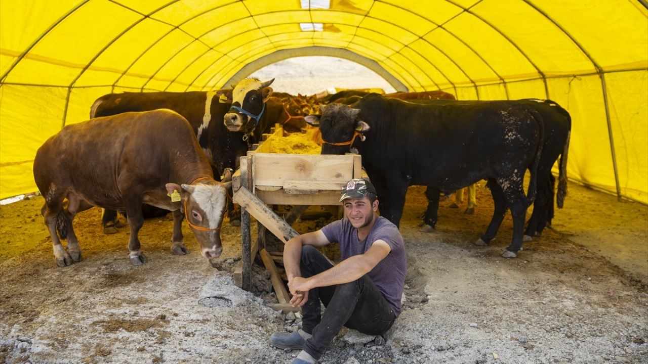 Bağlum kurban satış bölgesinde görev yapan Veteriner Hekim Fatih Kahraman ise kurban pazarına gelen kurbanlıkların pasaport kontrolünü yaptıklarını, hayvanların damızlık olup olmadıklarını incelediklerini söyledi.