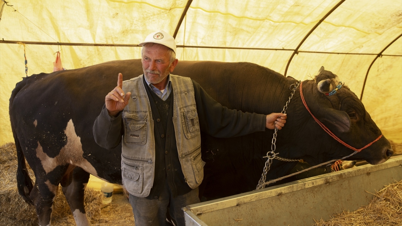 Besicilerden İlhami Adıyaman da Diyarbakır`da özenle yetiştirdikleri hayvanları 26 saatlik yolculuğun ardından Ankara`ya getirdiklerini ve Kurban Bayramı için satışa sunduklarını anlattı.
