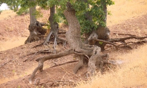 Diyarbakır'da kökleri dışarıda kalan ağaçlar ilginç görüntüler oluşturuyor