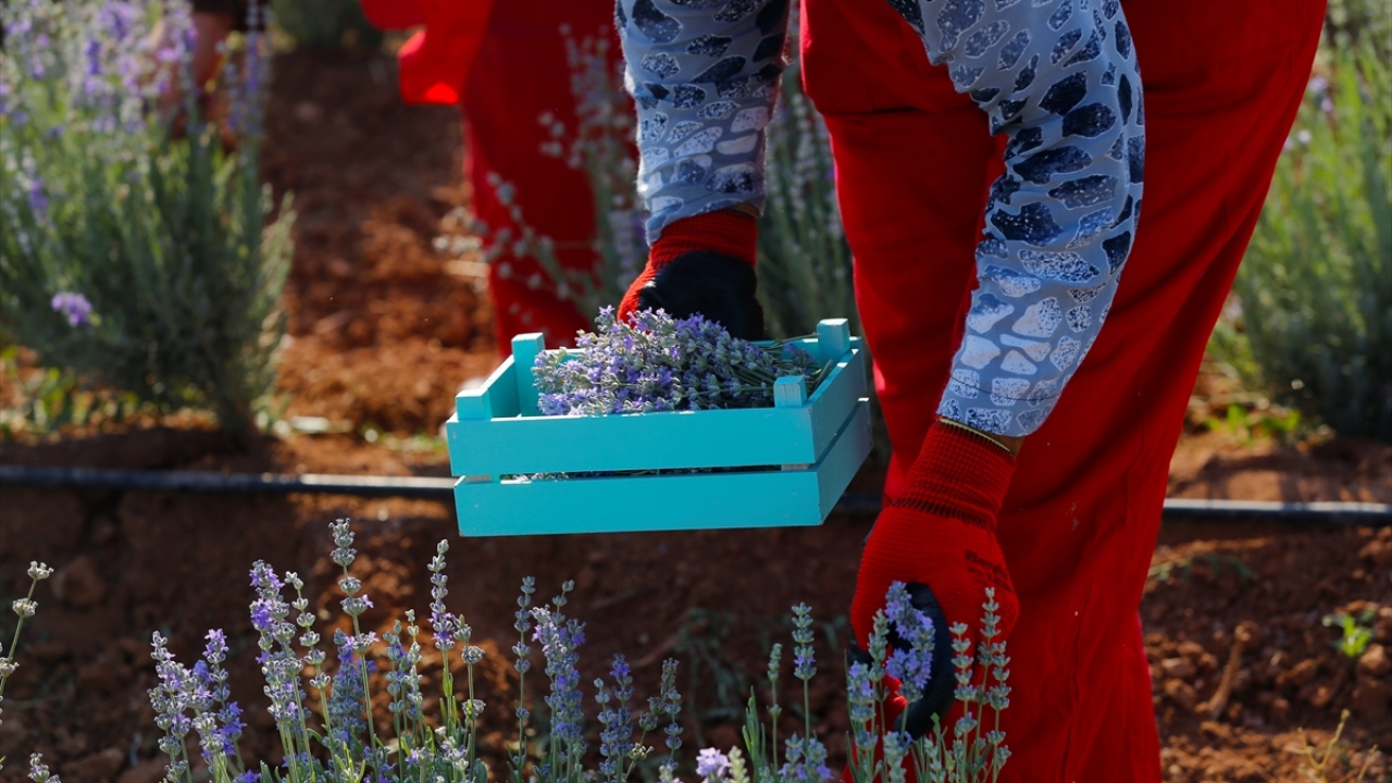 Kınık, buradaki pilot uygulamanın Türkiye`nin tarım imkanı olan diğer bölgelerinde de yaygınlaşacağını söyledi.