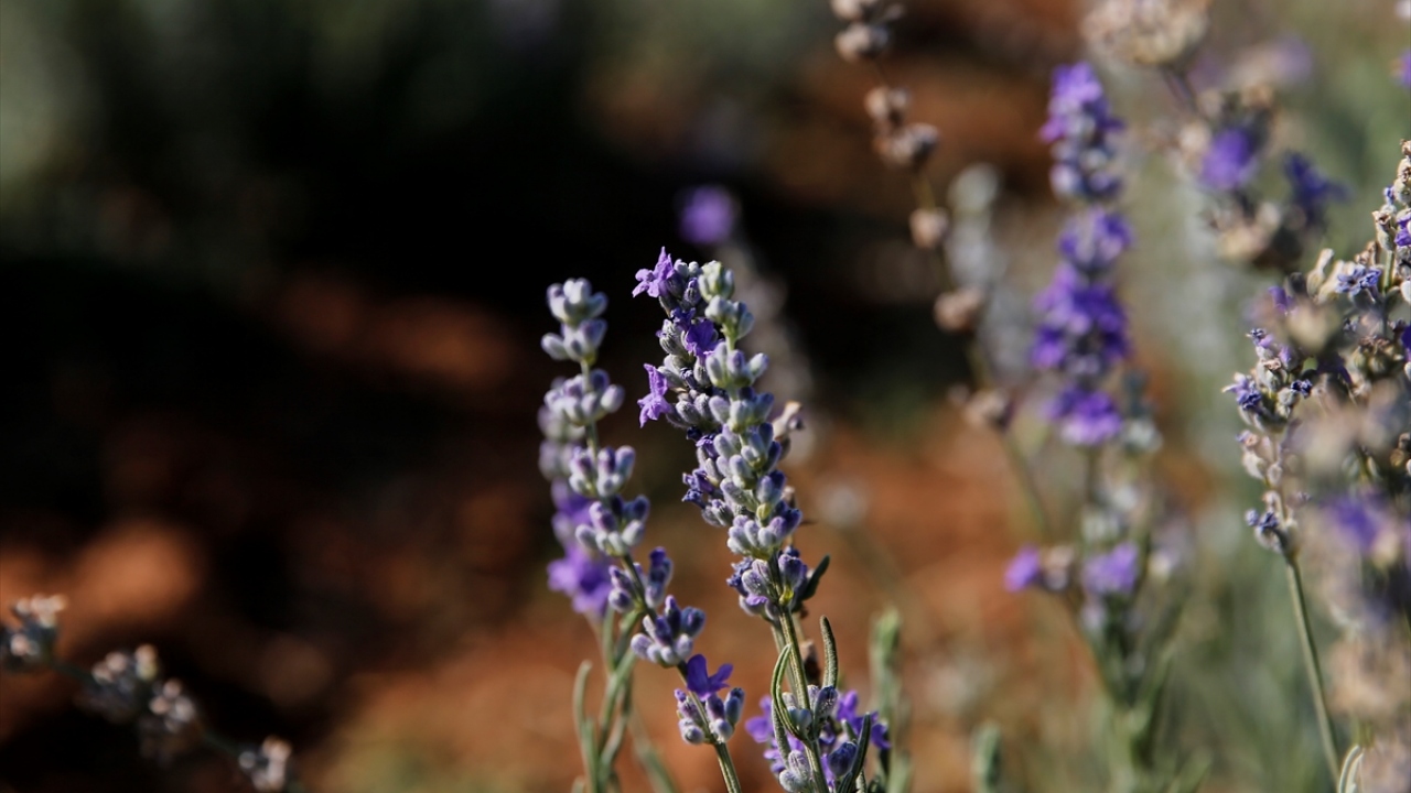 Türk Kızılay`ın Avrupa Birliği`nin desteğiyle başlattığı "Tarımda İstihdam Projesi" ile Suriye sınırındaki Küçükköy mevkiinde lavanta hasadı gerçekleştirildi.