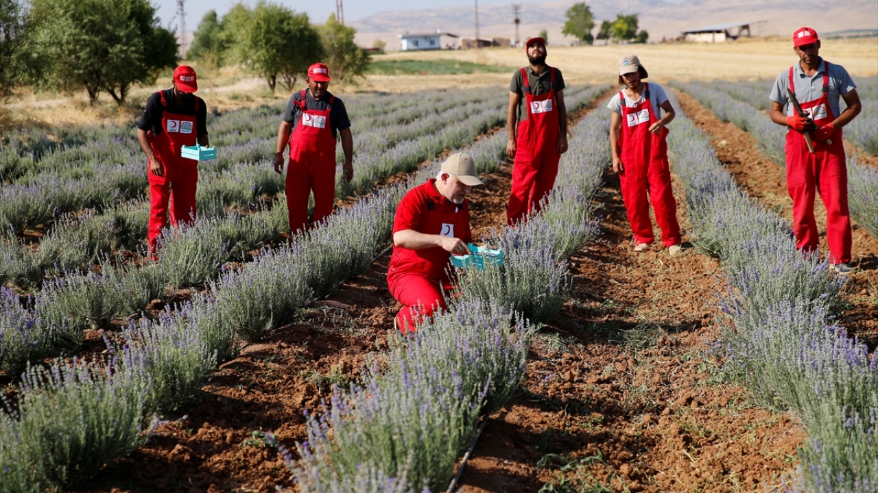 Hasat programına İl Jandarma Komutanı Tuğgeneral Yusuf Kenan Topçu, İl Emniyet Müdürü Hasan Onar, İl Tarım ve Orman Müdürü Menduh Dinler ve diğer davetliler de katıldı.