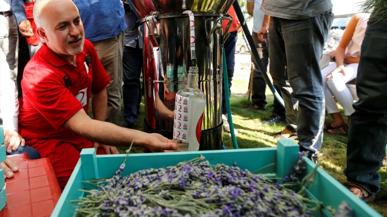 Kerem Kınık, Mardin Valisi Mustafa Yaman ile 11 dönümlük seralarda marul, çilek ve lavanta yetiştiren 15`i Suriyeli 21 çiftçi ile davetliler, seralarda yetişen lavantaların hasadını yaptı.