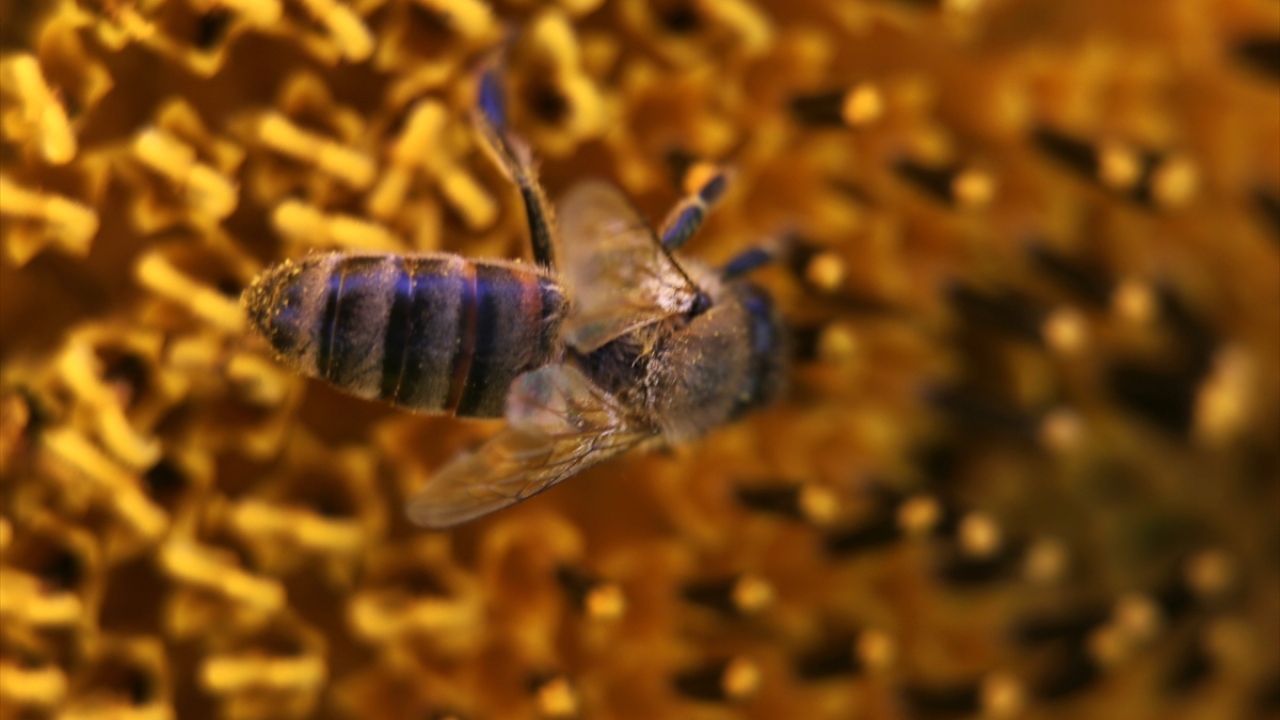 Doç. Dr. Ergül, tarımsal zararlıların engellenmesi için kullanılan pestisitler başta olmak üzere, arıların yaşamını doğrudan etkileyecek unsurların, doğrudan kısıtlanmasının popülasyon için faydalı olacağını söyledi.