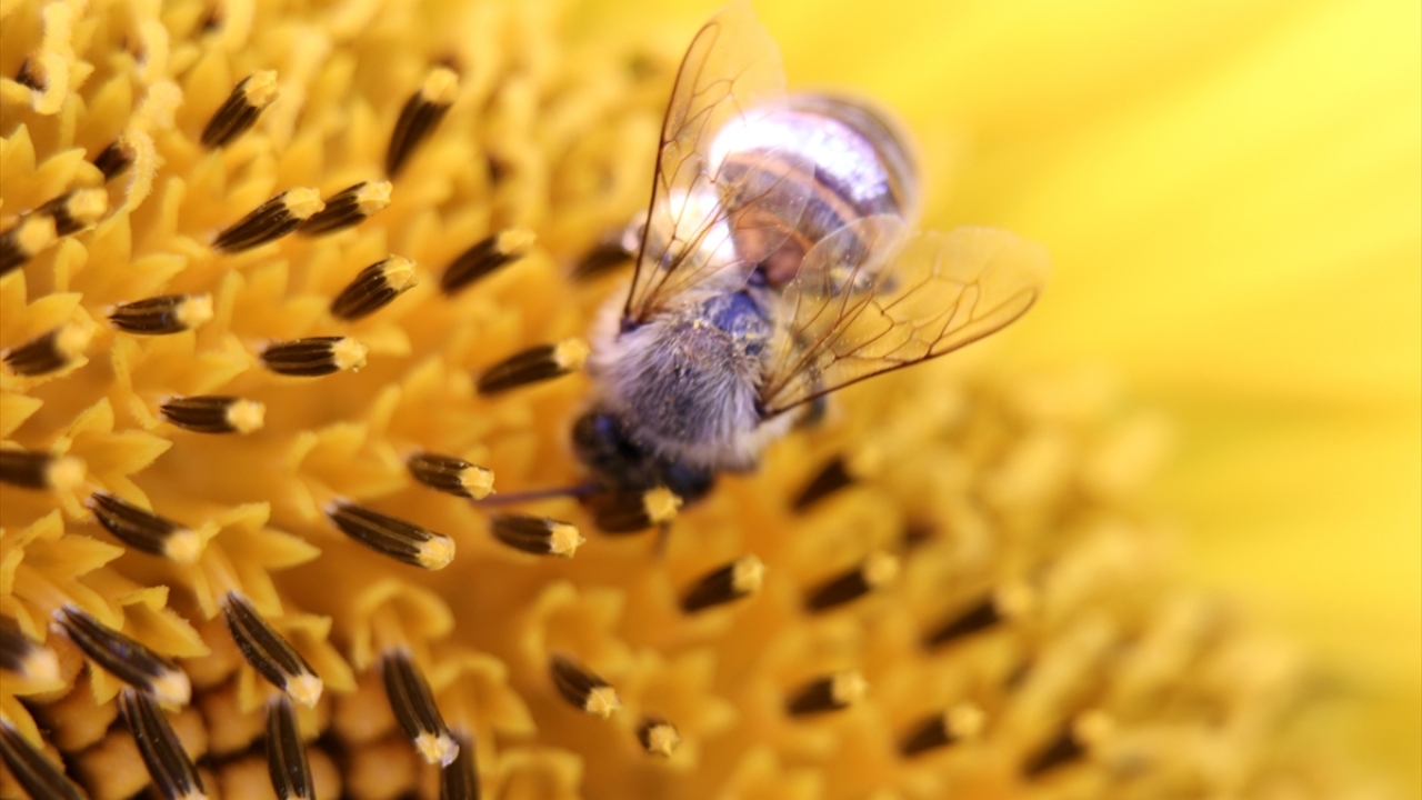 Günümüzde böcek tozlaşmasına bağlı tarımın son 50 yıl içerisinde yüzde 300 arttı. Bu tozlaşmanın yüzde 80 kadarı arılar tarafından gerçekleştiriliyor.
