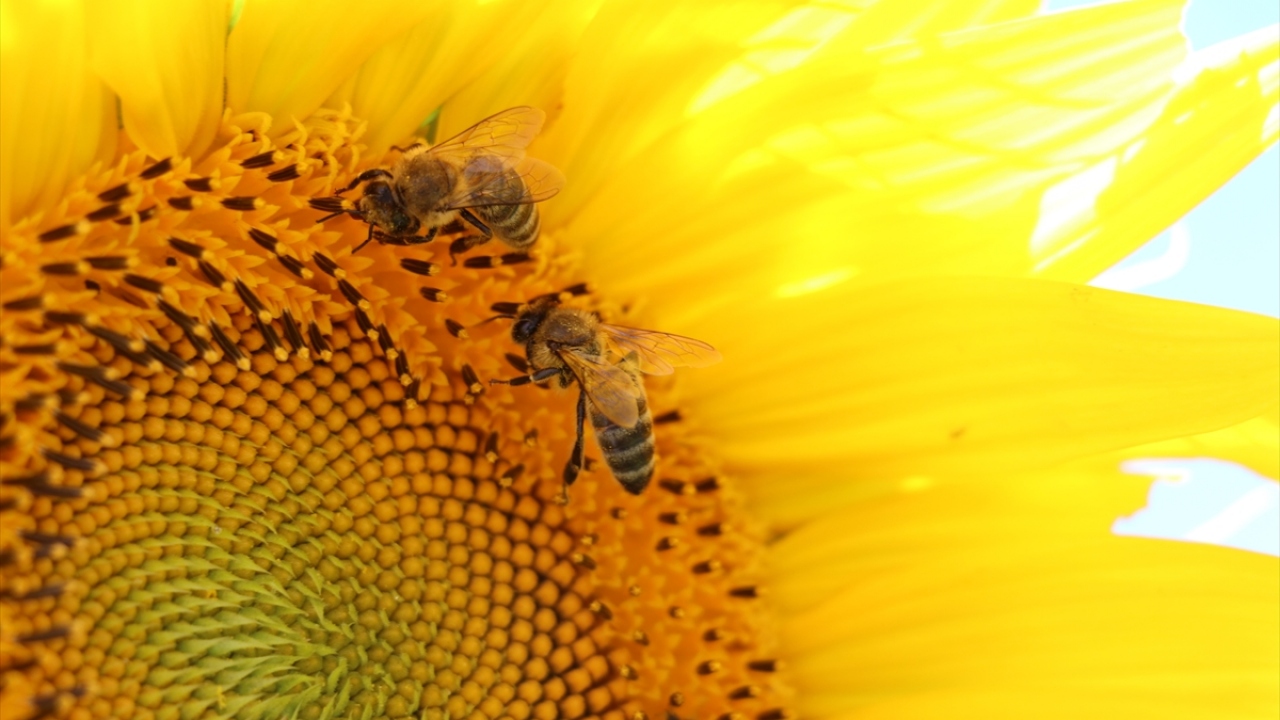 Yaşam için hayati bir öneme sahip olan arılar, besin bakımından zengin pek çok meyve ve sebzenin üretilmesi için de oldukça önemli.