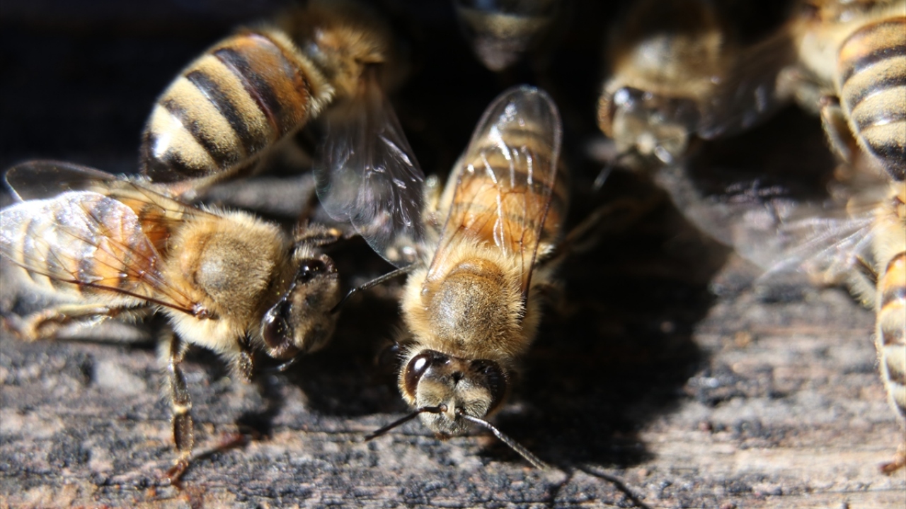 Kocaeli Üniversitesi Zooloji Anabilim Dalı Başkanı Doç. Dr. Halim Aytekin Ergül, arıların gıda olarak tüketilen bitki türlerinin tozlaşmasında doğrudan etkili olduğunu belirtti. 