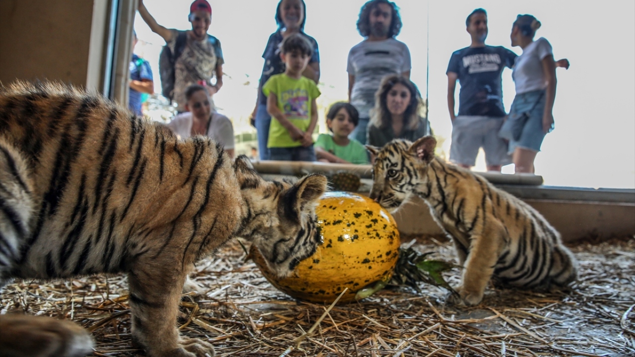 Aslan, Sibirya kaplanı, Bengal kaplanı, karakulak, vaşak, puma, siyah leopar gibi 13 türden canlıya ev sahipliği yapan Aslan Park`ta, 29 Temmuz Dünya Kaplan Günü kutlanıyor.