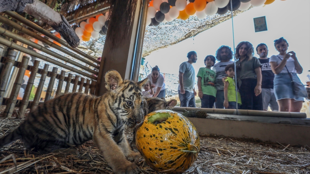  2 Bengal kaplanı, 2 Sibirya kaplanı ve 3 yavru Bengal kaplanına, kutlamalar kapsamında sevdikleri yiyecekler ve oyuncaklar veriliyor.