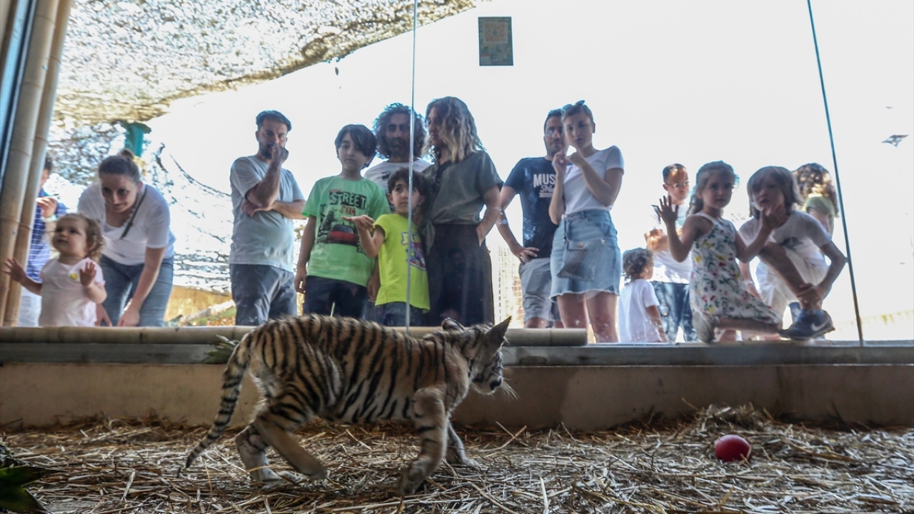 Öte yandan mayıs ayında dünyaya gelen ve şu anda 2,5 aylık olan İstanbul`da doğan Bengal kaplanları da ilk kez ziyaretçilerle buluştu. 