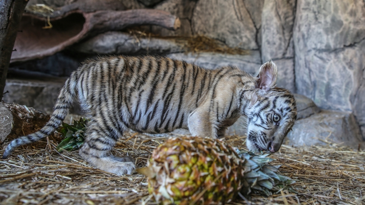 Küçük kaplanlar, sevimlilikleriyle ziyaretçilerden yoğun ilgi görüyor.