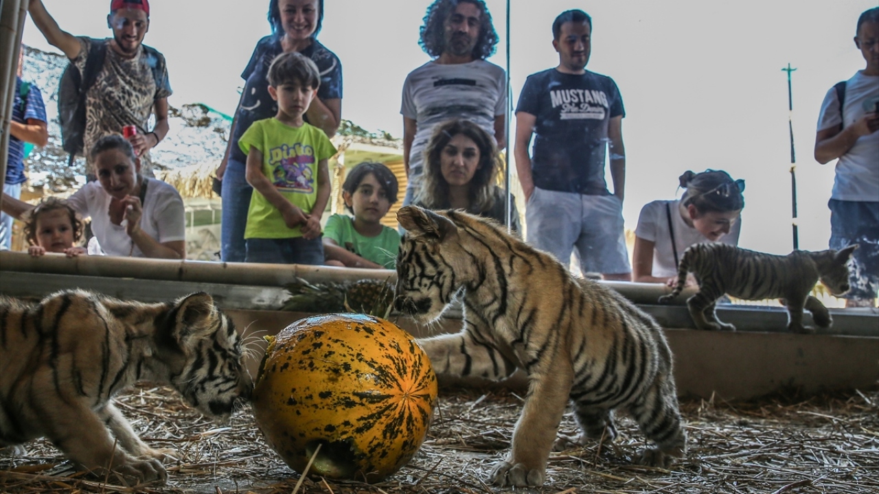 Aslan Park Veteriner Hekimi Gökçe Merve Yayla, dünyada kaplan sayısının 3 bin 900 civarında olduğunu söyledi: Yayla şu bilgileri verdi: