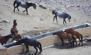 Yılkı atları fotoğrafseverlerin ilgi odağı oldu