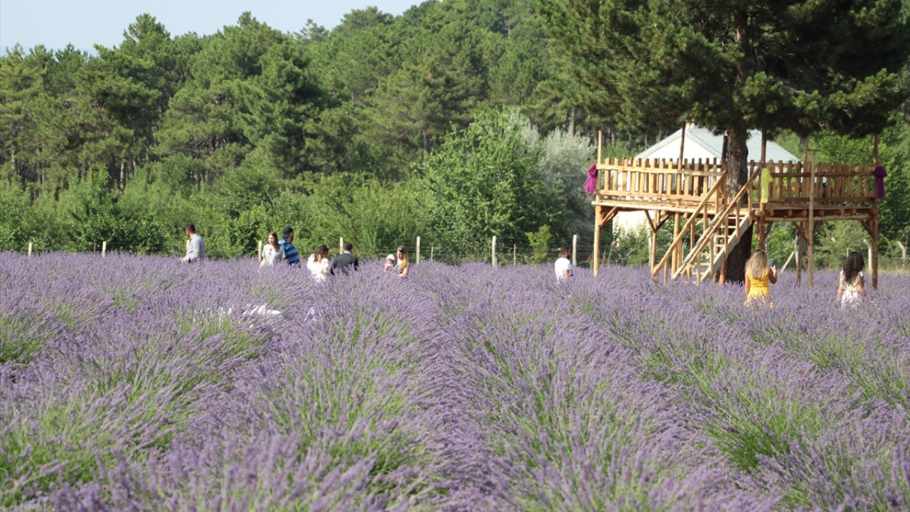 Denizli`nin Acıpayam ilçesindeki dağlık alanda 50 bin metrekareye kurulan lavanta tarlası, yerli ve yabancı turistlerin uğrak noktası oldu.