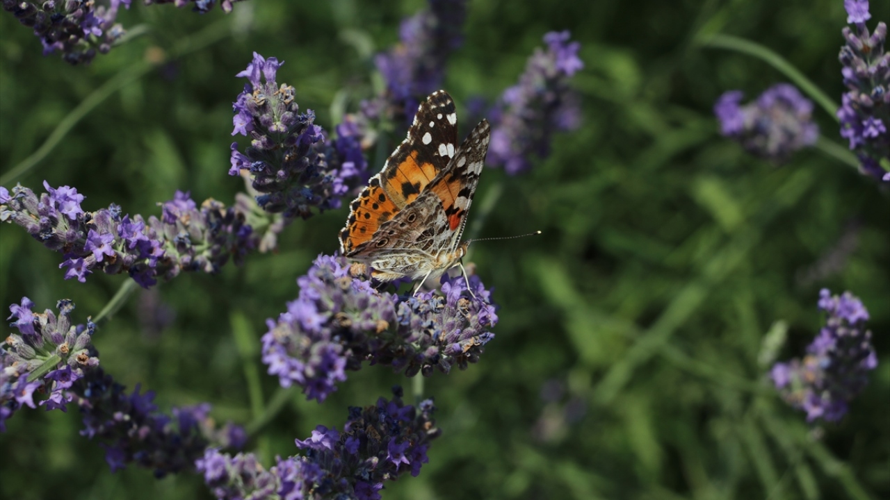 Turizmin önemli merkezlerinden Pamukkale`ye gelen yerli ve yabancı turistler, Acıpayam ilçesi Yukarı Mahalle`de bin 450 rakımdaki Kümeevler mevkisinde 50 bin metrekarelik Gündoğar Lavanta Bahçesi`ne uğramadan kentten ayrılmıyor. 