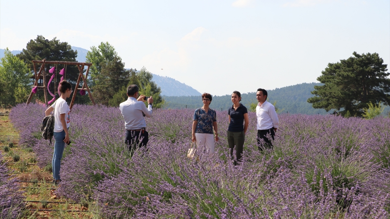 Tarım ve Orman Bakanlığının desteğiyle 50 bin metrekarelik alana lavanta tarlası kurduğunu anlatan Gündoğar, tarladan 40 ton hasat yapmayı beklediklerini ifade etti.