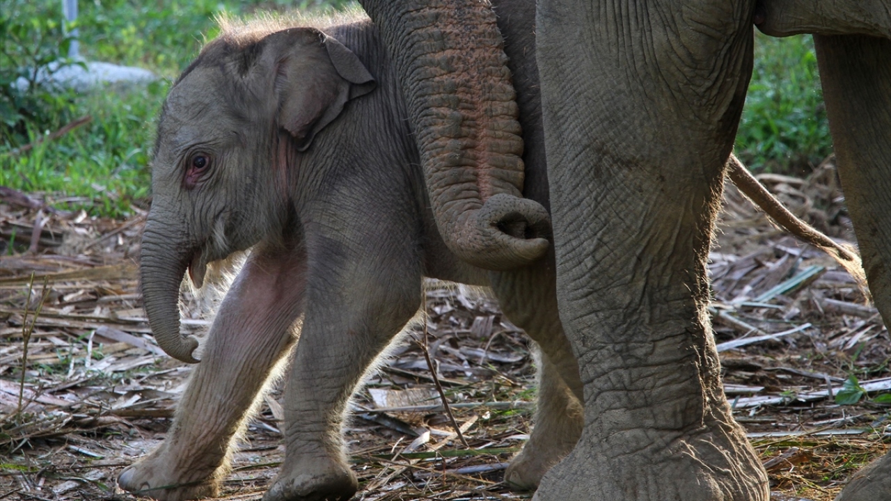 Yavru fil Yuyun`un bakımları Alue Kuyun Koruma Müdahale Birimi`nde (CRU) yapılıyor.