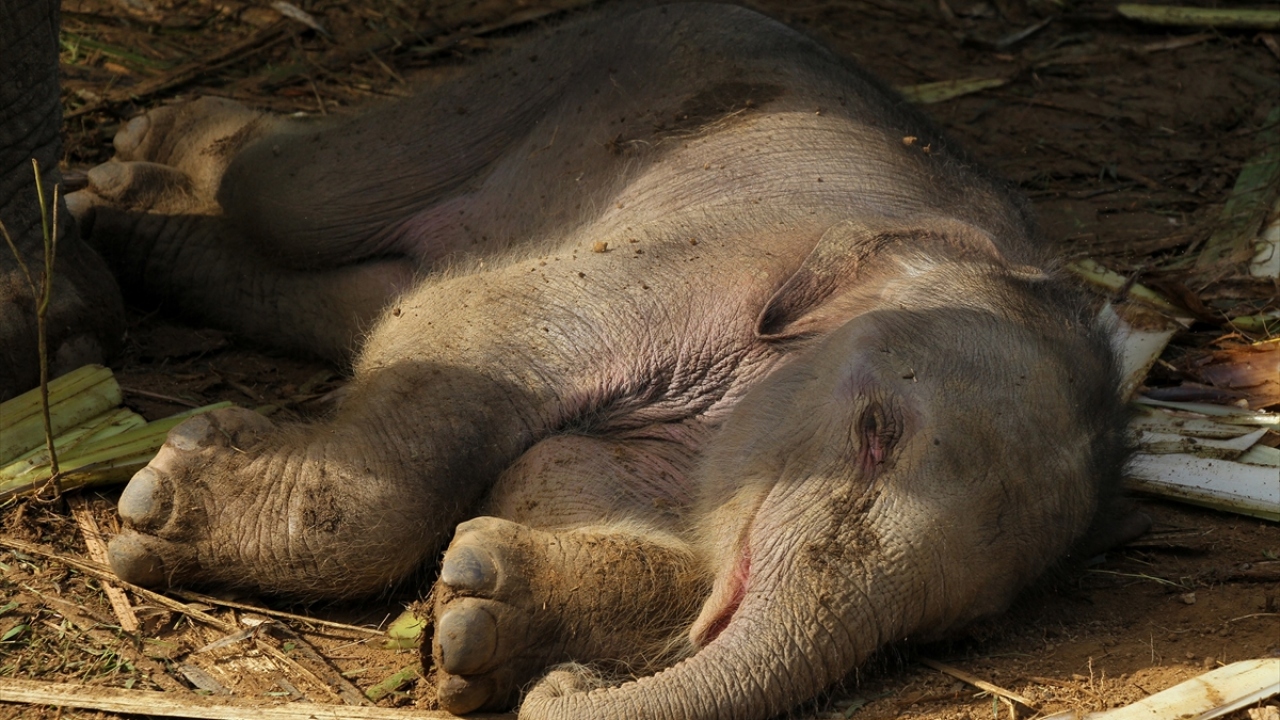 Anne fil Suci`nin 2012 yılında dünyaya getirdiği ilk yavrusu, 2015 yılında Endoteliyoprop Herpes Virüsü`nden ölmüştü.
