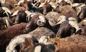 Kurbanlık seçerken nelere dikkat edilmeli?