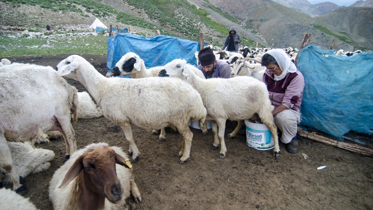 İlkbaharda Munzur ve Mercan dağlarına doğru atlarla yola koyulan ve yaklaşık 3 bin 370 rakımdaki Işıkvuran, Yalmanlar, Ziyaret, Mercan ve Eğripınar yaylalarına çıkan göçerler, soğuk ve yağmurlu havalara karşın koyunlarını besleyebilmek için uğraş veriyor.