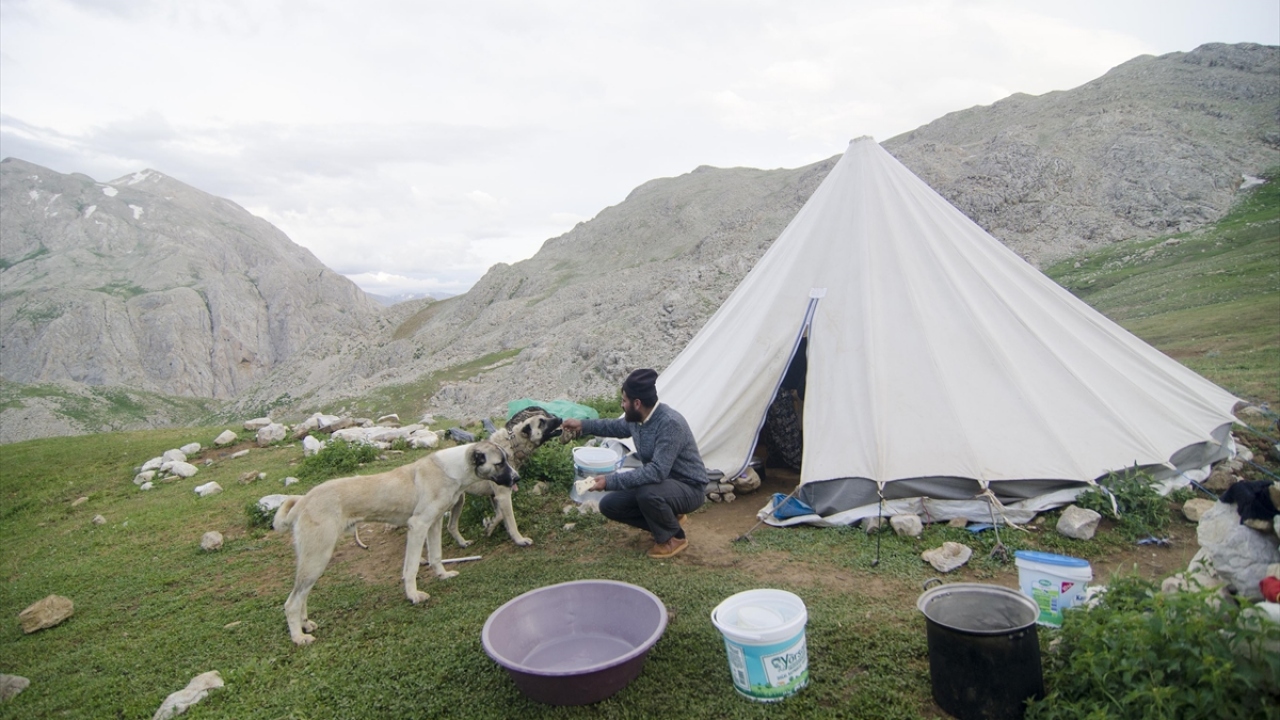 Zorlu yayla yollarında ulaşımı atlarla sağlayan göçerler, boz ayı, kurt ve çakal gibi yabani hayvanlardan sürüleri korumak için de geceleri kangal köpekleri eşliğinde nöbet tutuyor. 