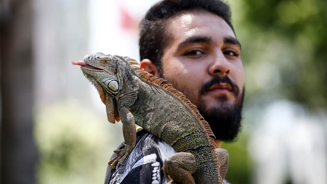 İguanayı yanından ayırmıyor