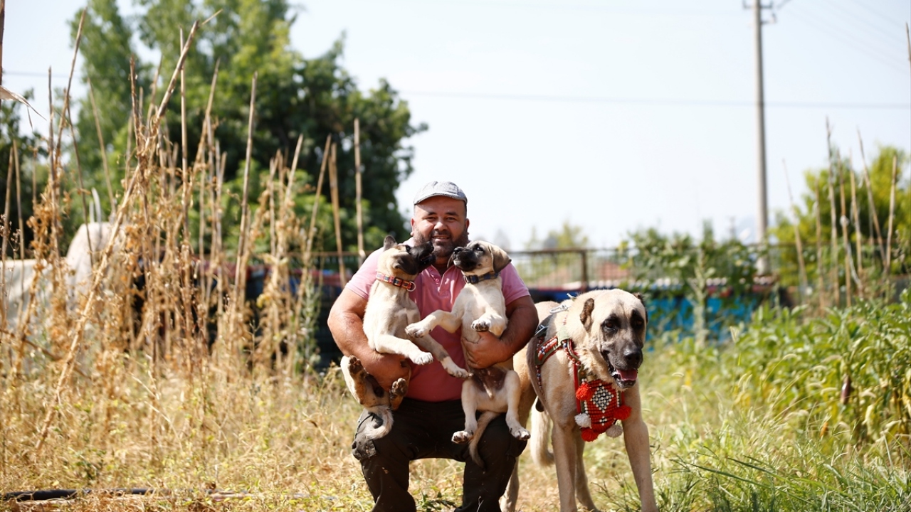 Hüseyin Kılar, bir yaşındayken aldığı, 3 yıl sonra 80 kilograma ulaşan Anadolu çoban köpeğinin kendisini gördüğünde sarıldığını, iri ve ağır olmasına rağmen çok uysal, koruyucu olduğunu kaydetti.