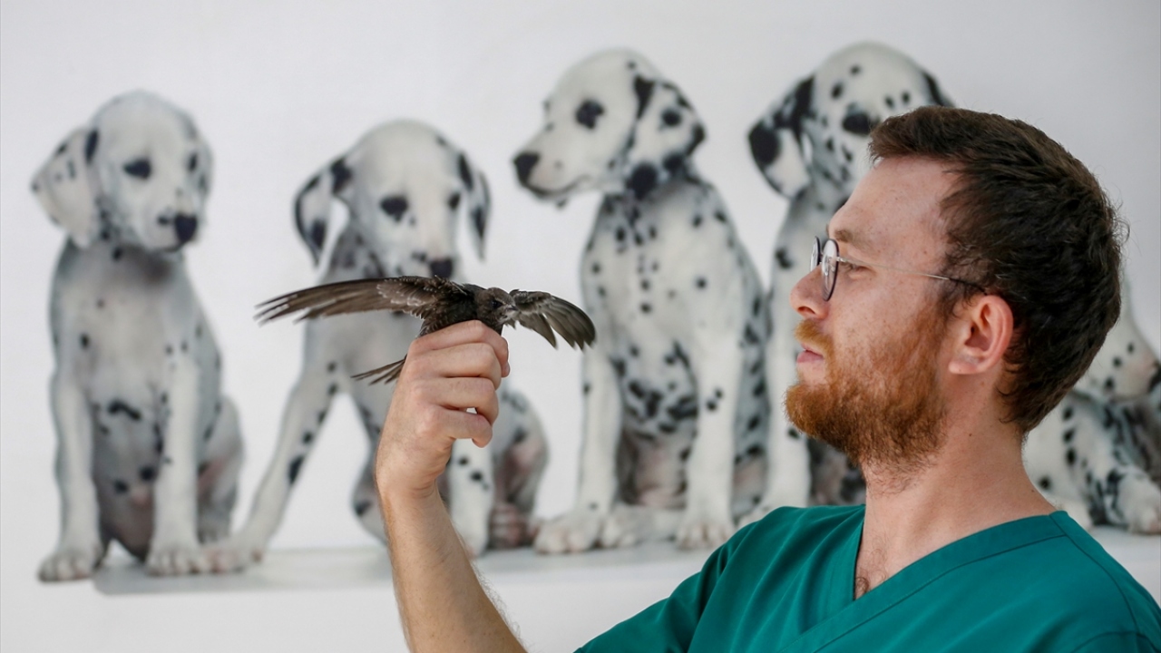 Gökçe Coşkun (27) ise çocukluğundan bu yana kuşlara sevgisi olduğunu, ülke ülke gezip onların fotoğraflarını çektiğini dile getirdi.
