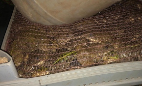 Otomobilde 3 bin canlı kurbağa bulundu