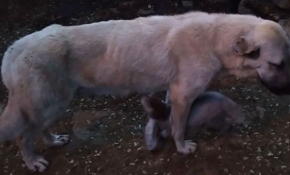 Oğlaklara annelik yapan Gümüş köpek