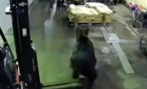 Fabrikaya giren ayı, işçileri korkuttu