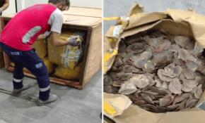 İstanbul Havalimanı'nda 1,2 ton pangolin pulu ele geçirildi