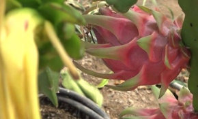 Ejder meyvesi üreticilerinin hedefi Avrupa pazarını genişletmek