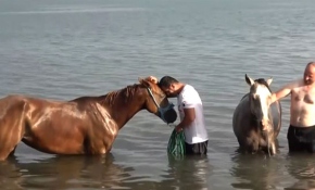 Arap atları yarışlara Van Gölü sahillerinde hazırlanıyor