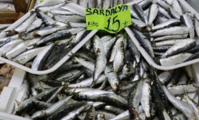 Sardalyanın kilosu 15 liraya düştü
