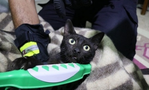 Boynuna kavanoz parçası takılan inatçı kedi yakalandı