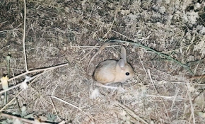 Bitlis'te görülen kanguru faresi şaşkınlık yarattı