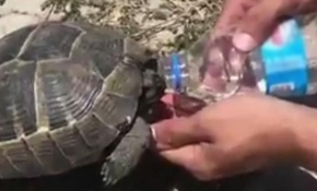 Kaplumbağaya su içiren polis memuru