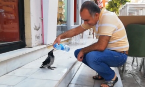 Yaralı kargaya esnaf sahip çıktı