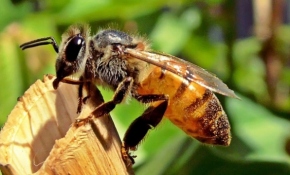 Türk arısı İngiltere'yi karıştırdı