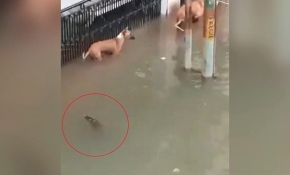 Sel suları ile şehre gelen timsah köpeğe saldırdı