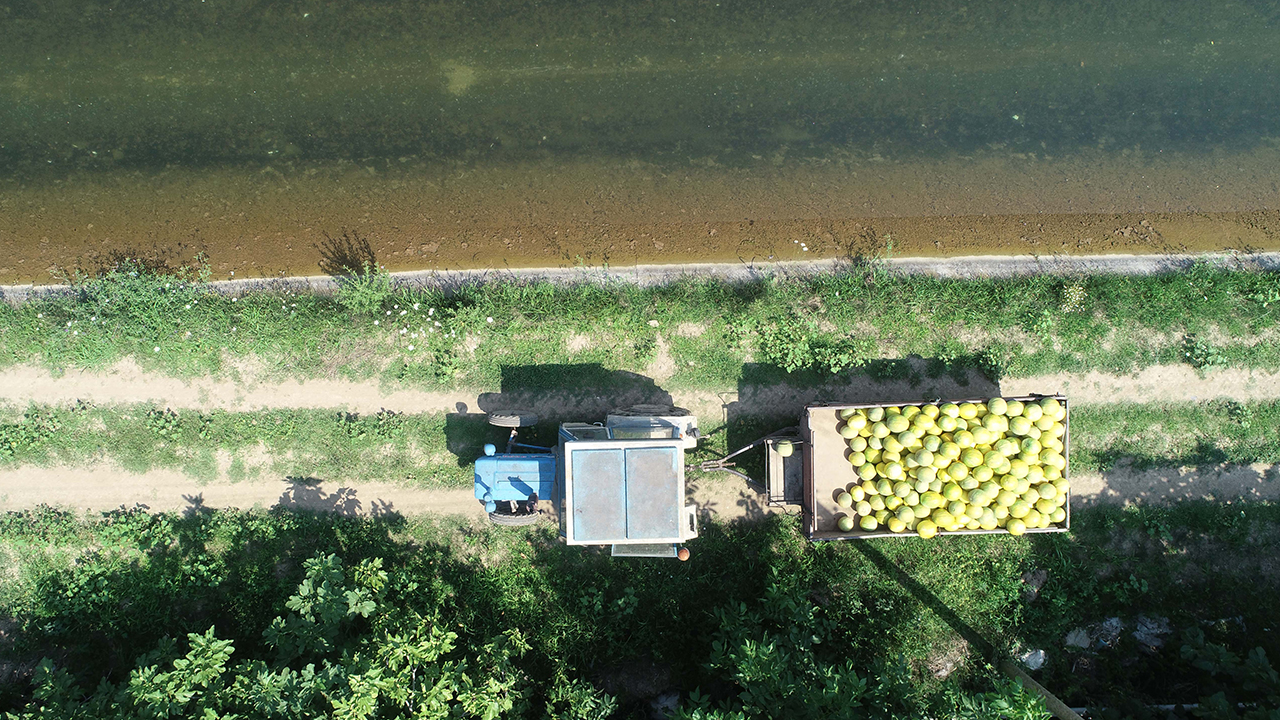 Bafra ilçesinde yaklaşık 5 bin dekar alanda üretilen Süreyya kavunu tezgahlardaki yerini aldı. 