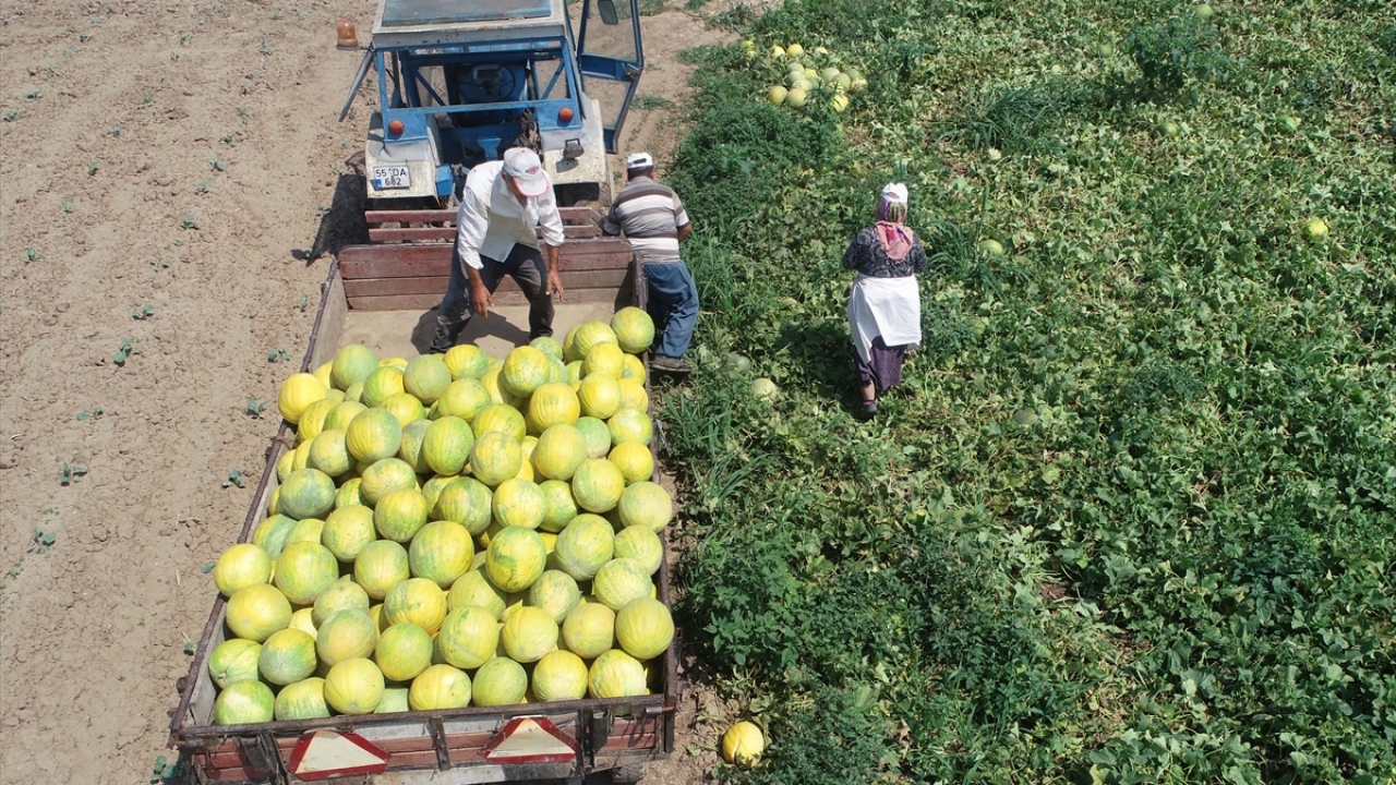 Normal koşullarda ağustos ayının ikinci haftasında piyasaya çıkan Süreyya kavunu hava sıcaklıklarındaki artış nedeniyle erken olgunlaştı.