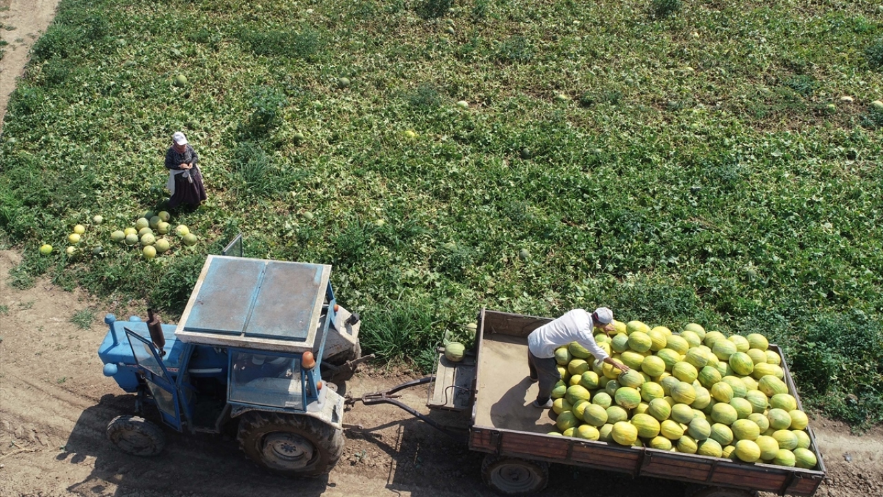 Dekar başına 5 ton ürünün alındığı tarlalarda Süreyya kavununun kilogramı 1 liradan satılıyor.