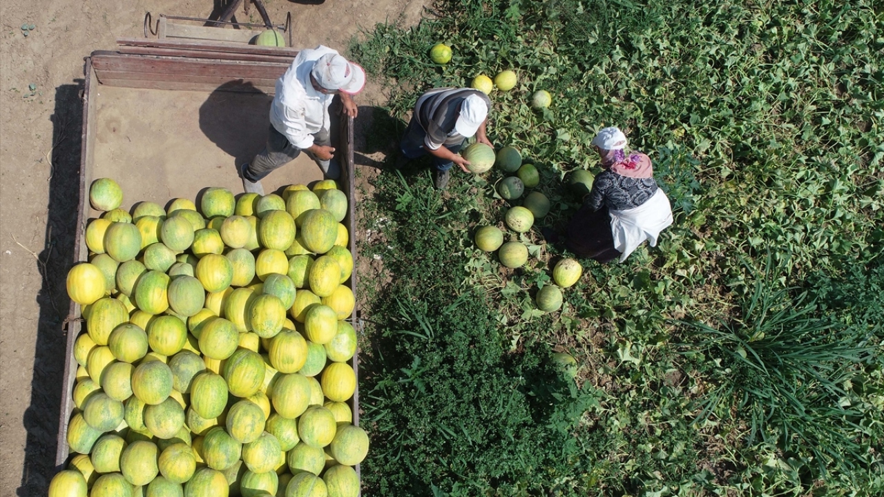 Üreticiler hem verim hem de ürünün kalitesinden memnun.
