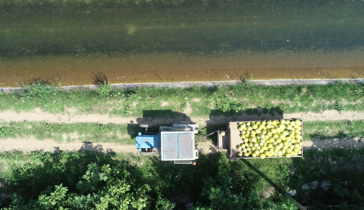Bafra Ziraat Odası Başkanı Osman Tosuner, yaptığı açıklamada, ilçede 20 bin dekar alanda kavun ekildiğini söyledi. 
