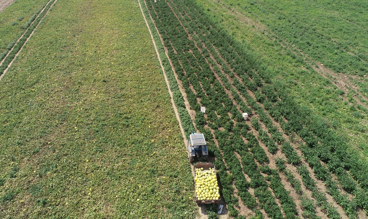 "Bal gibi tadı, yurt içinden ve yurt dışından talebi artırıyor"
